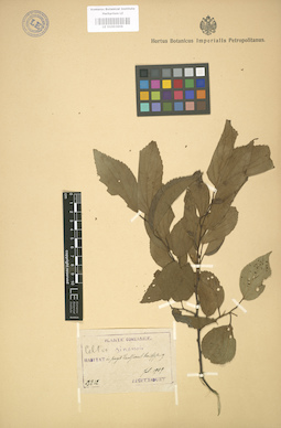 LE 01003606