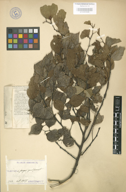 LE 01003608