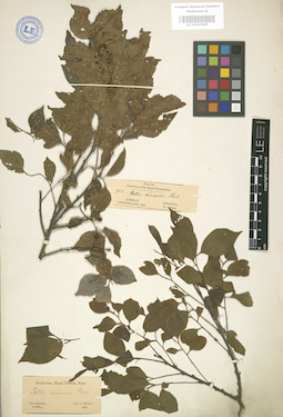 LE 01003609
