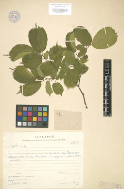 LE 01003611