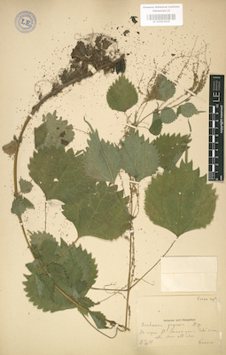 LE 01003615