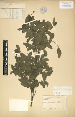 LE 01003618