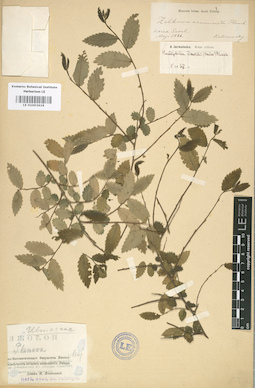 LE 01003619