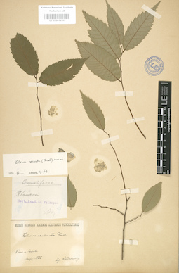 LE 01003620