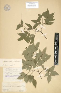 LE 01003621