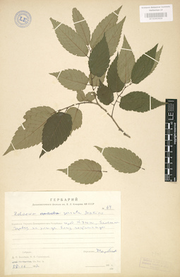 LE 01003626