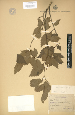 LE 01003627