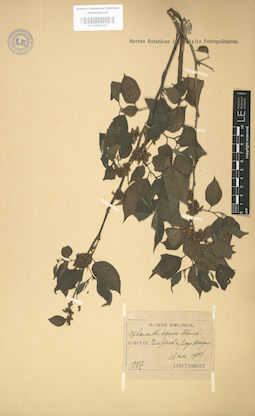 LE 01003631