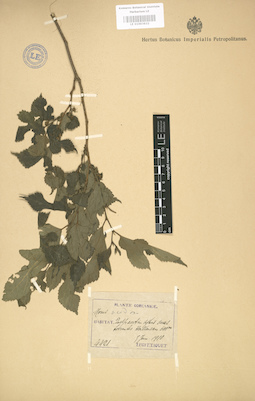 LE 01003632