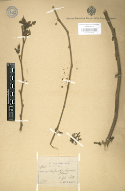 LE 01003634