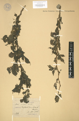 LE 01003635