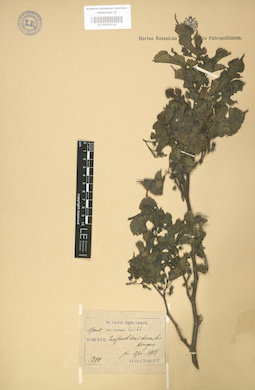 LE 01003636