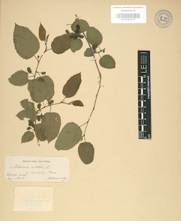 LE 01003637
