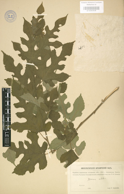 LE 01003638