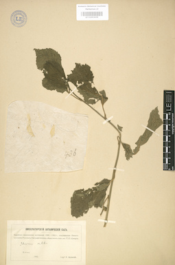 LE 01003639