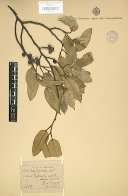 LE 01003653
