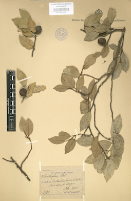 LE 01003658