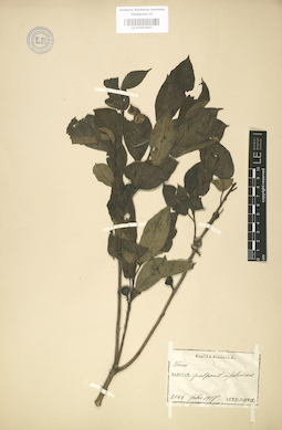 LE 01003661