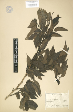 LE 01003662