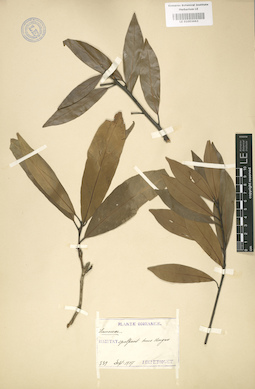 LE 01003663