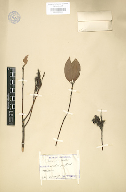 LE 01003664
