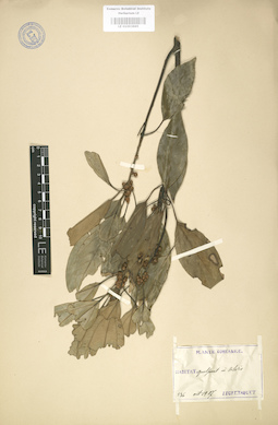 LE 01003665