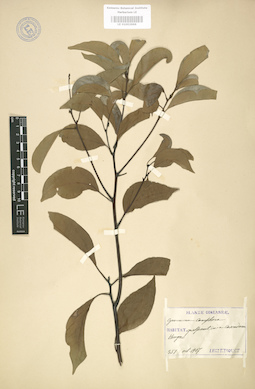LE 01003666