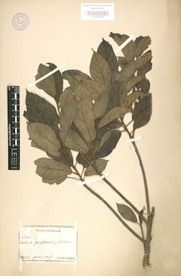 LE 01003667