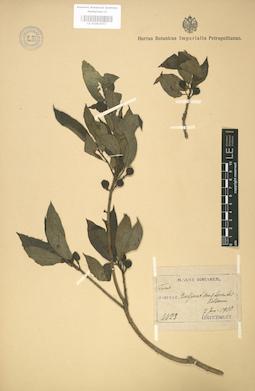 LE 01003673
