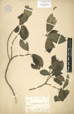 LE 01003674