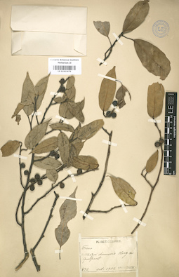 LE 01003676