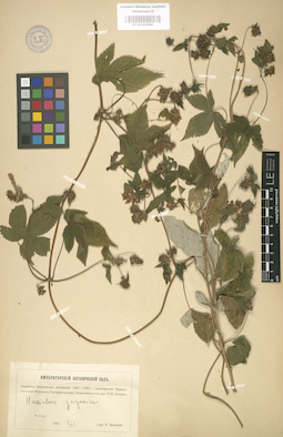LE 01003680