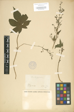 LE 01003681