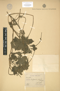 LE 01003682