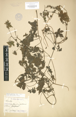 LE 01003683
