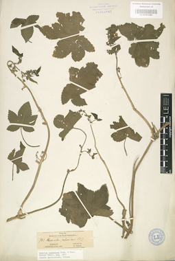 LE 01003684