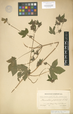 LE 01003685
