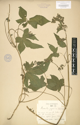 LE 01003686