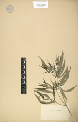 LE 01003688