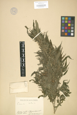 LE 01003690
