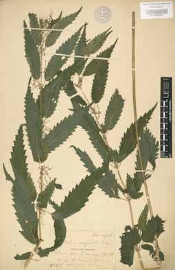 LE 01003691