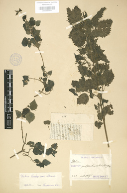 LE 01003694