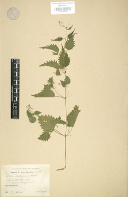 LE 01003696