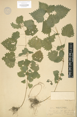 LE 01003697
