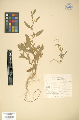 LE 01003701