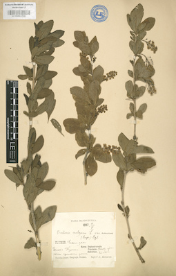 LE 01003709
