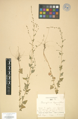 LE 01003711