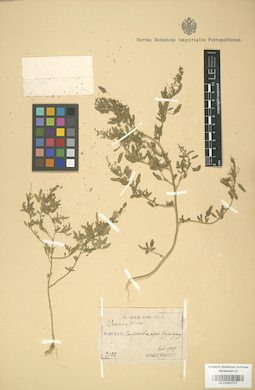 LE 01003717
