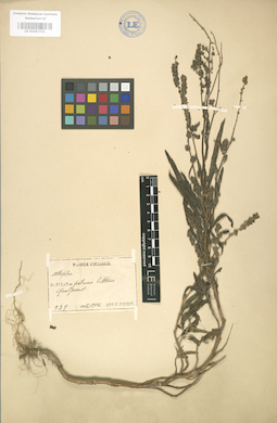 LE 01003721
