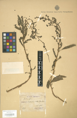 LE 01003724